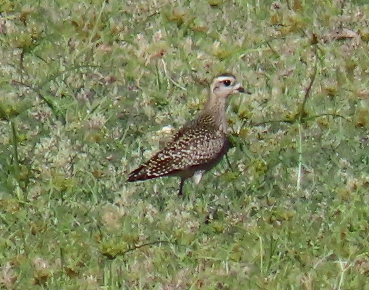 American Golden-Plover - ML610596187