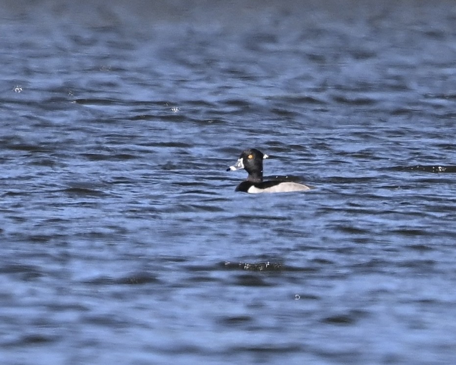 Ring-necked Duck - ML610596427