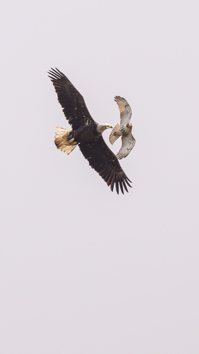 Bald Eagle - ML610596533