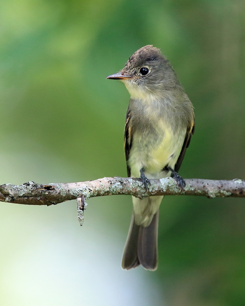 Eastern Wood-Pewee - ML610596559