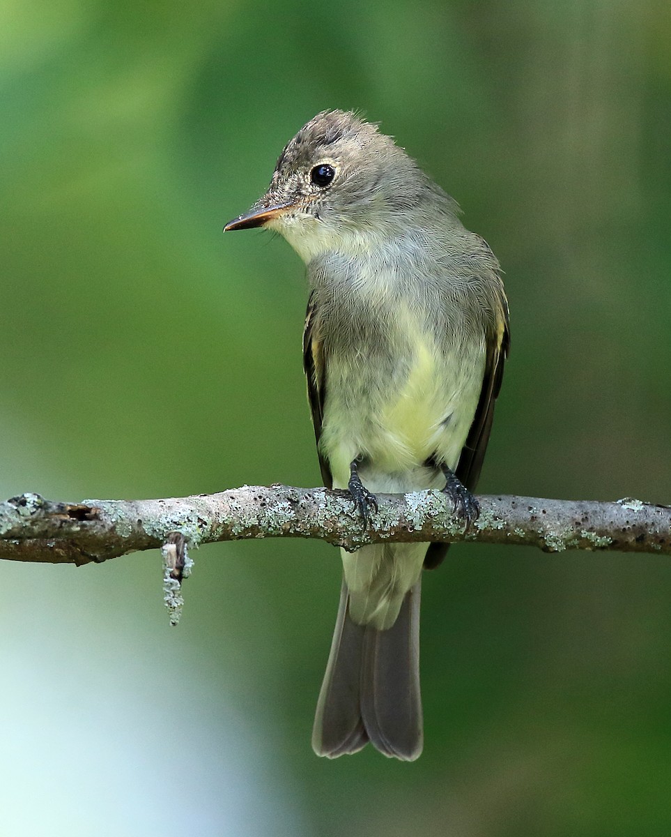 Eastern Wood-Pewee - ML610596560