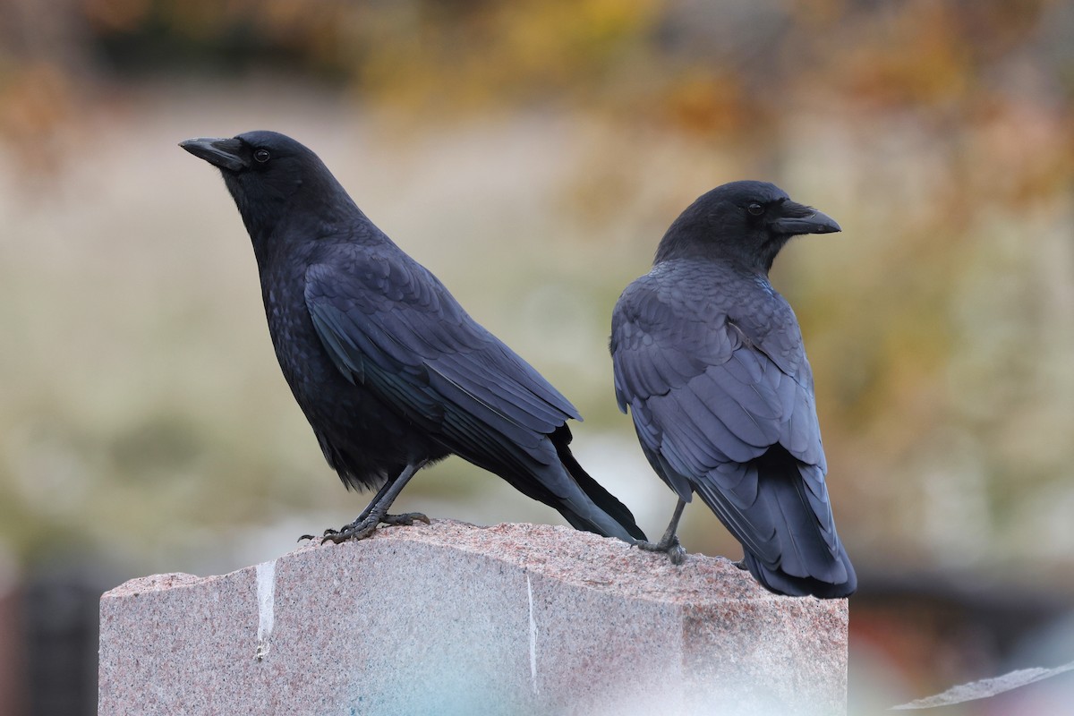 American Crow - ML610596651