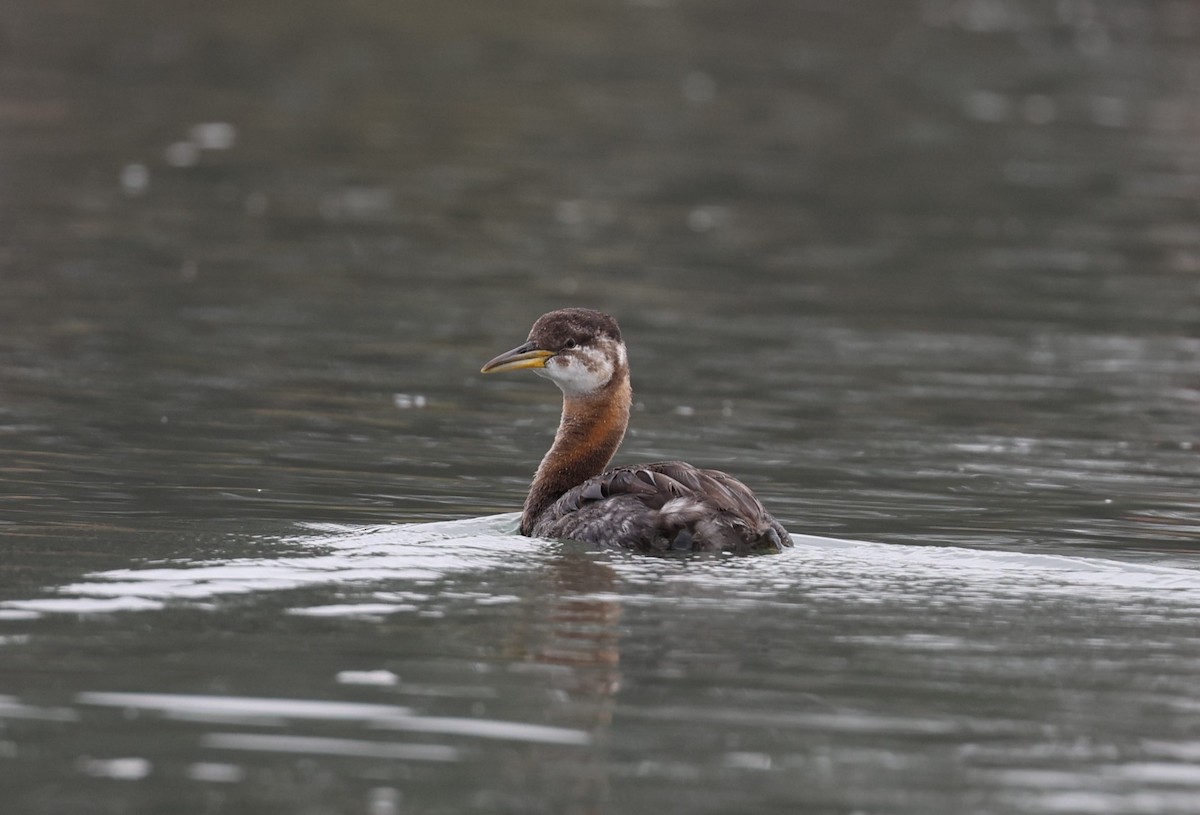 Red-necked Grebe - ML610596785