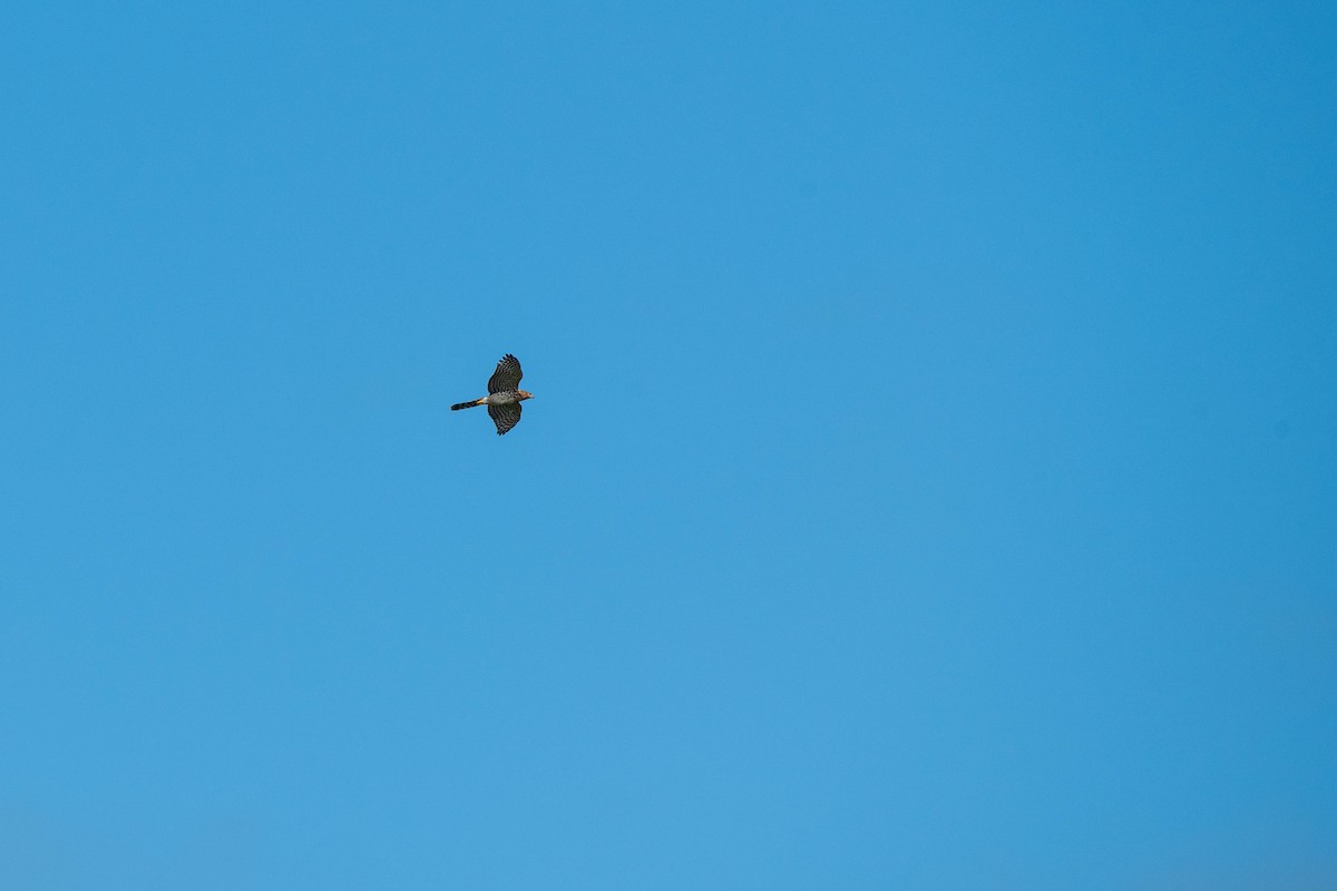 Cooper's Hawk - ML610596803