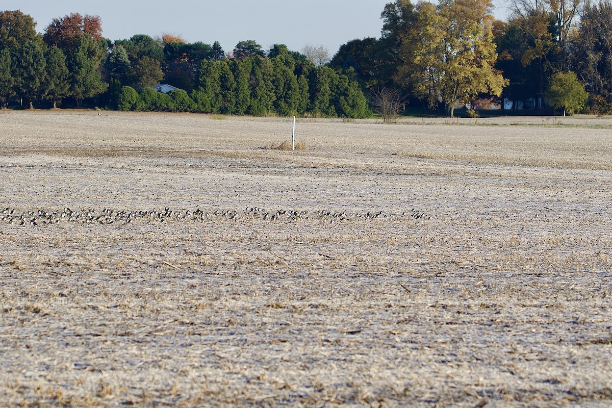 Tree Swallow - ML610596857