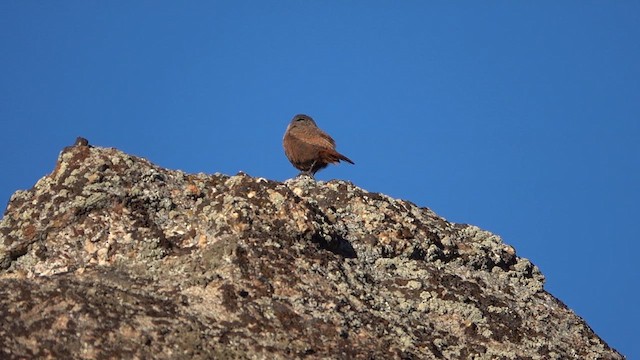 Canyon Wren - ML610596892