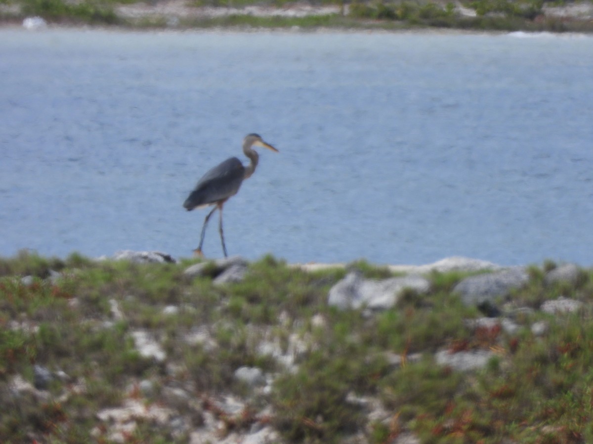 Great Blue Heron - Glenda Tromp