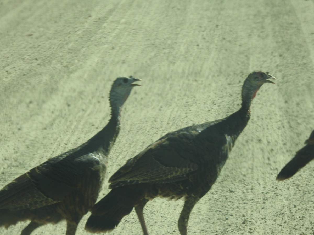 Wild Turkey - ML610596958