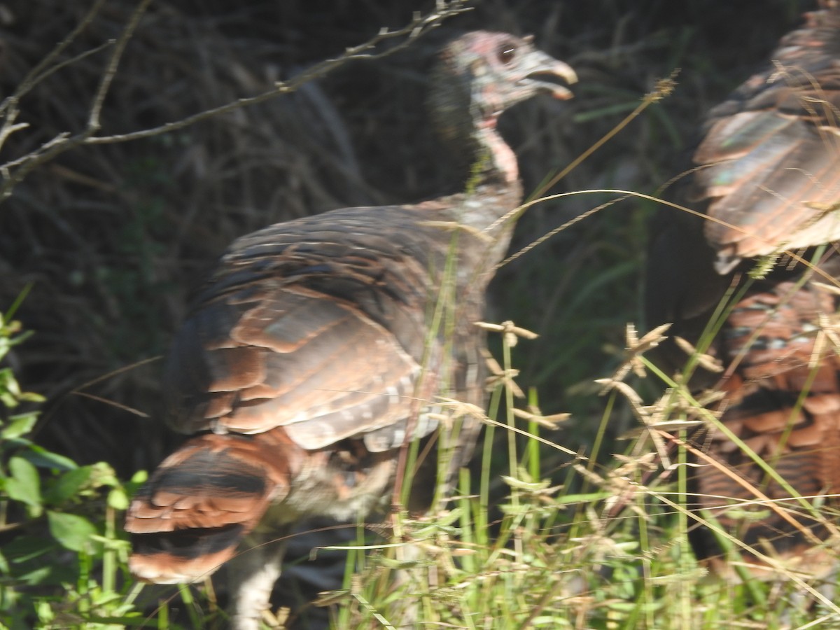 Wild Turkey - ML610596959