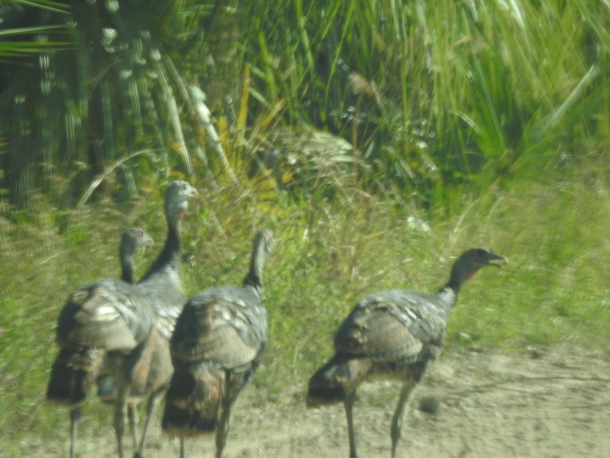 Wild Turkey - ML610596960