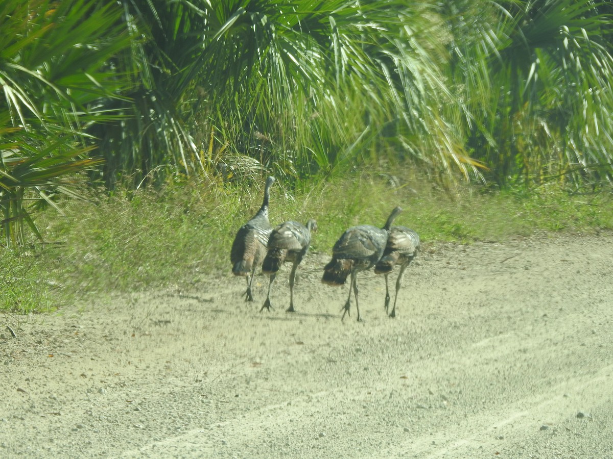 Wild Turkey - ML610596961