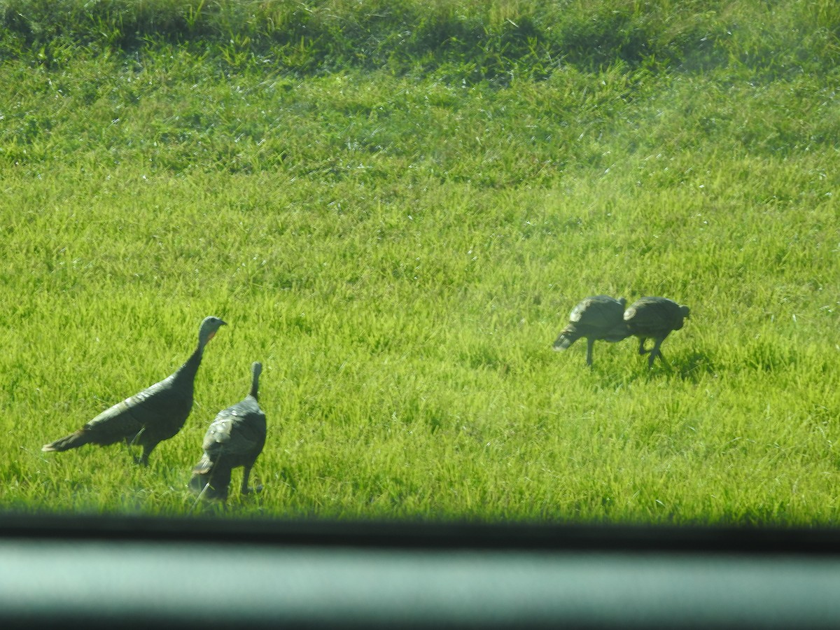 Wild Turkey - ML610596962