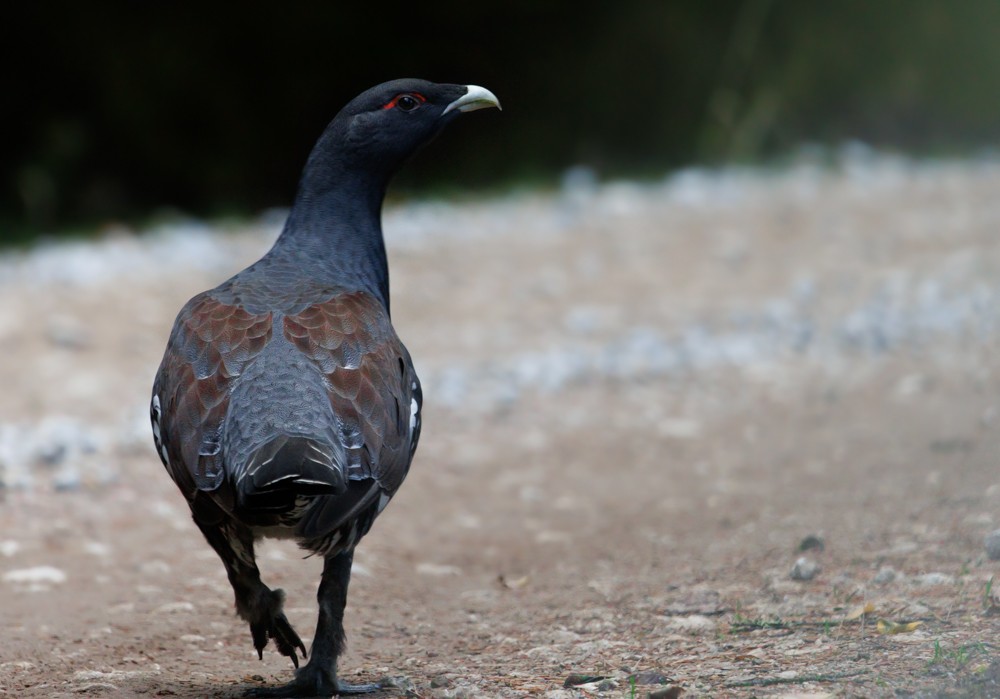 Western Capercaillie - ML610596973