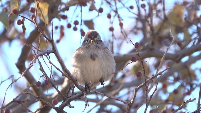 American Tree Sparrow - ML610596996