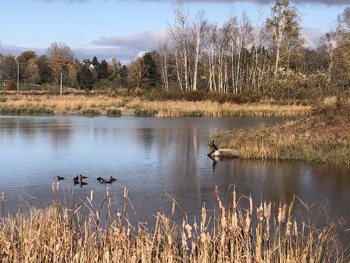 Hooded Merganser - ML610596999