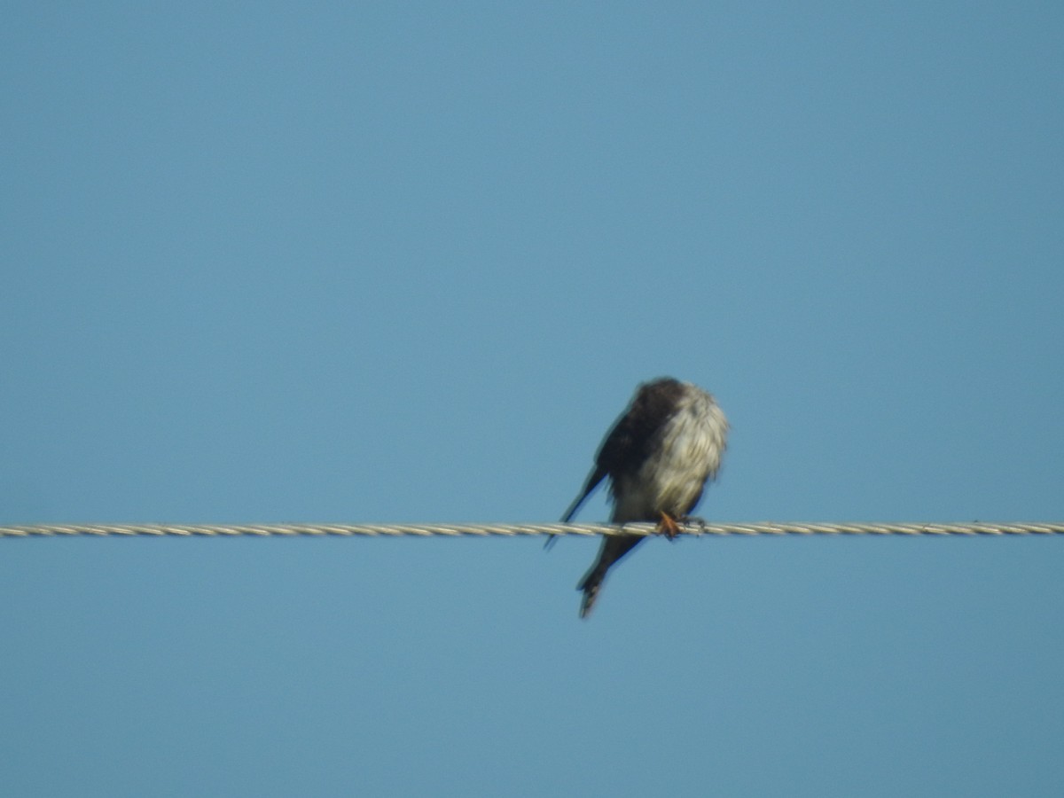 American Kestrel - ML610597075