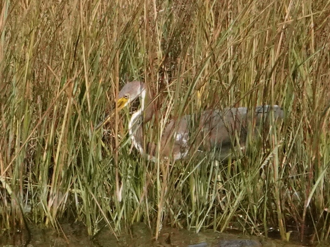 Tricolored Heron - ML610597096