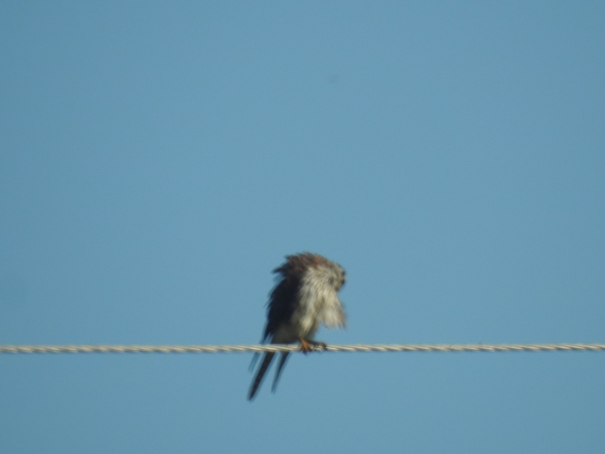 American Kestrel - ML610597098