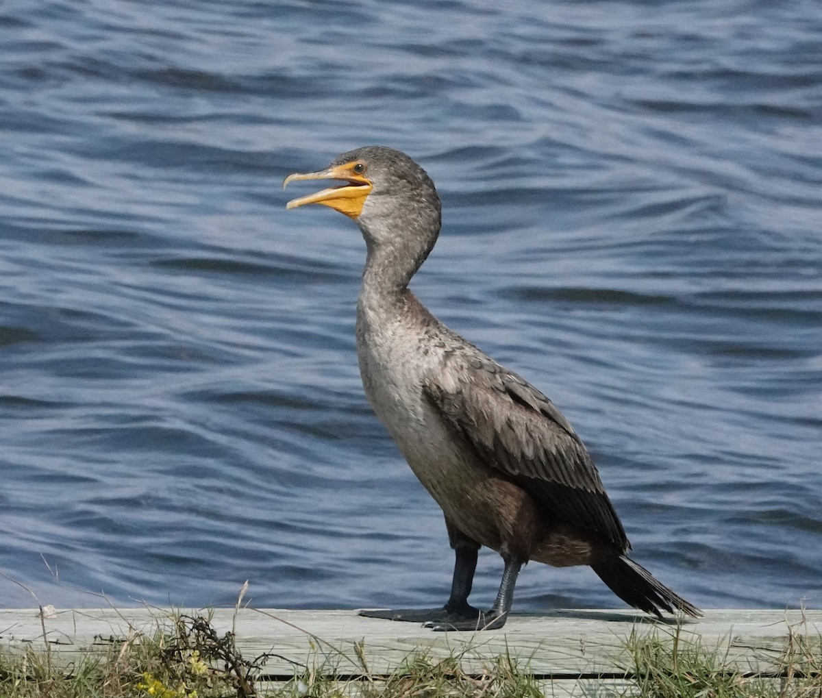 Double-crested Cormorant - ML610597103