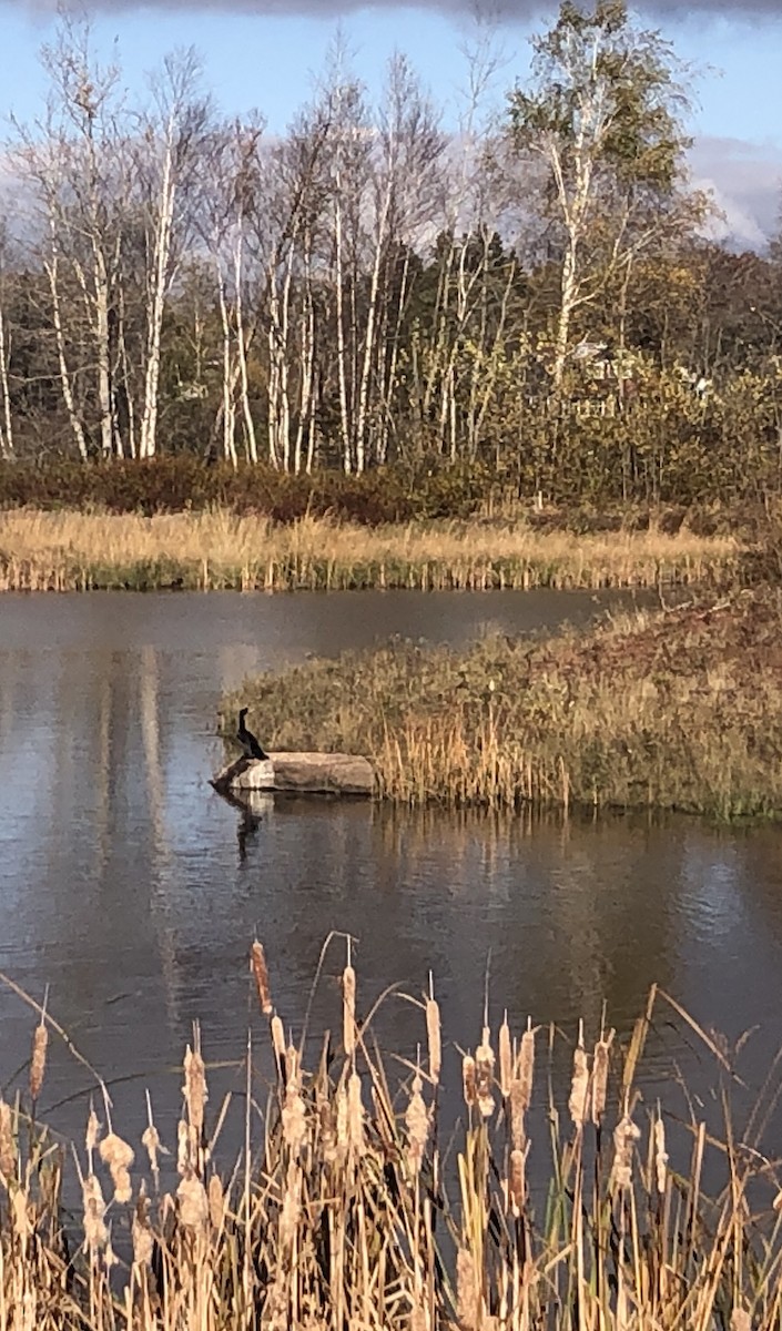 Double-crested Cormorant - ML610597117