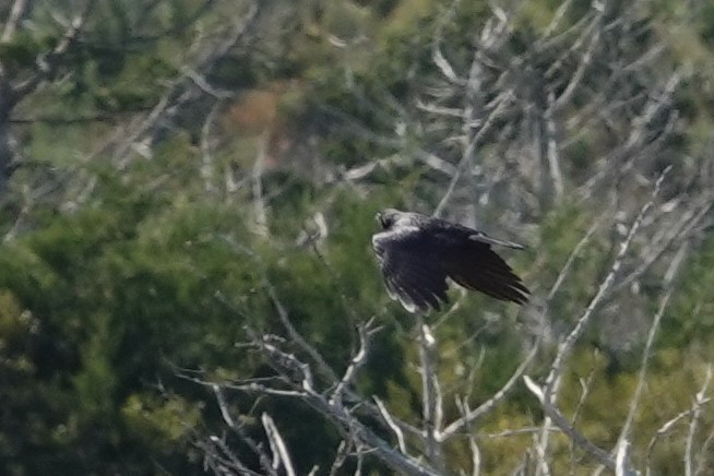 American Crow - ML610597147