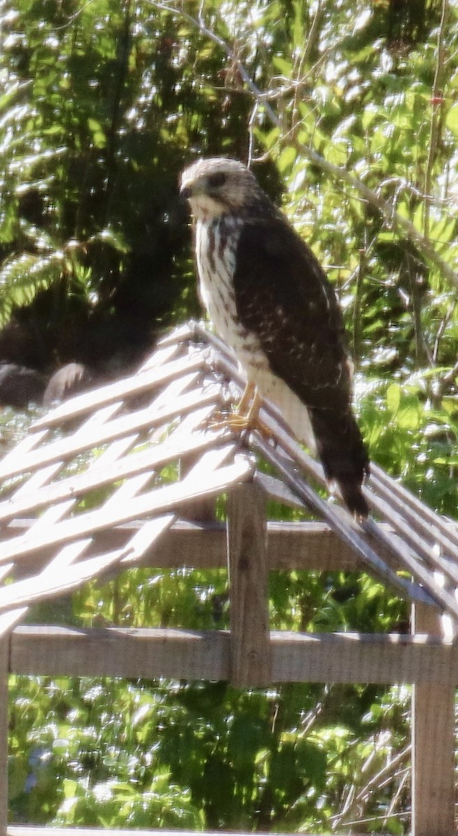 Red-shouldered Hawk - ML610597162