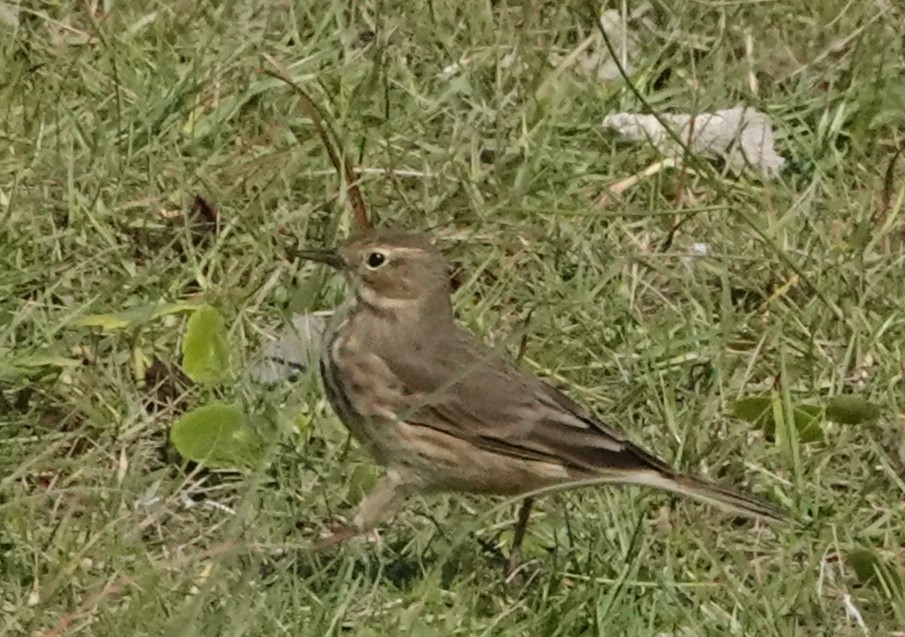 American Pipit - ML610597165