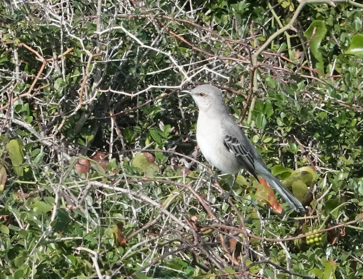 Northern Mockingbird - ML610597168