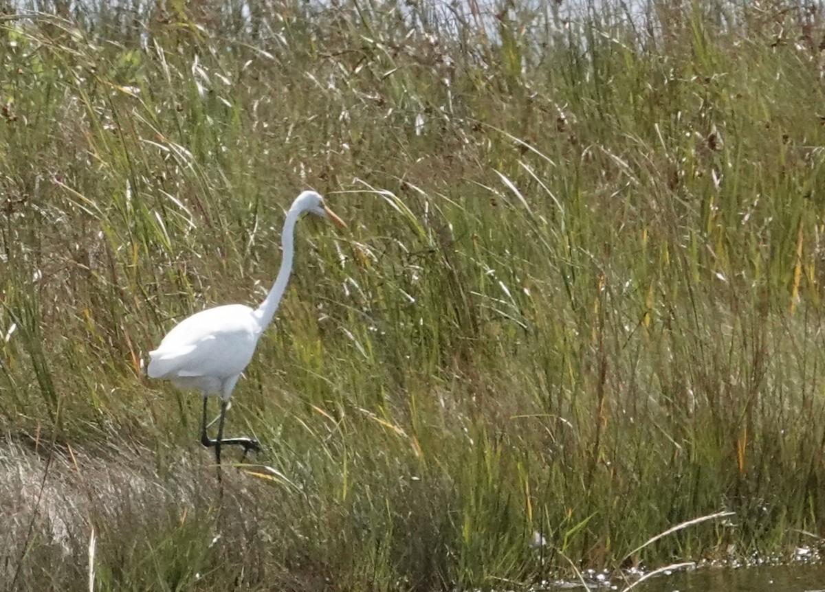 大白鷺 - ML610597177