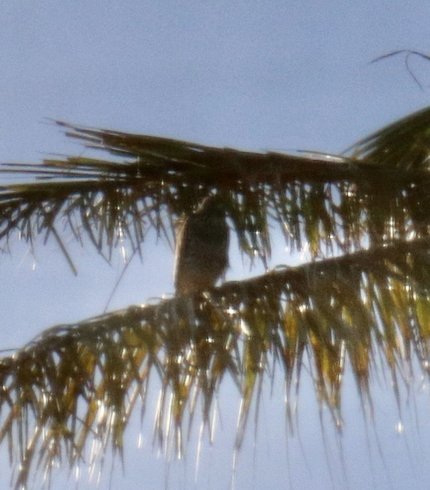 Red-shouldered Hawk - ML610597187