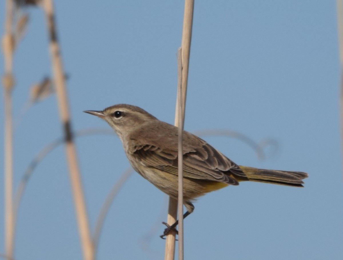 Palm Warbler - ML610597210