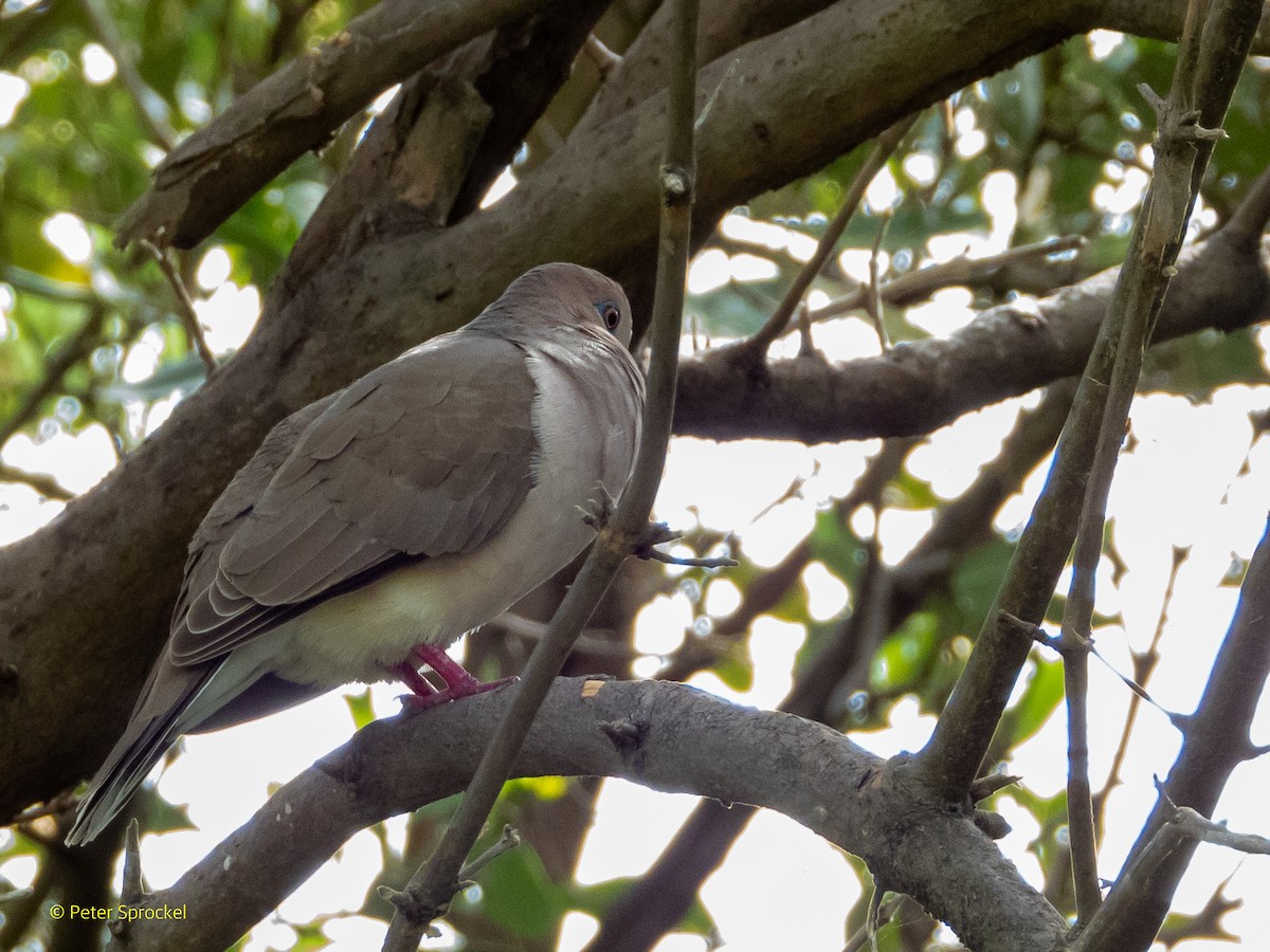 White-tipped Dove - Peter Sprockel