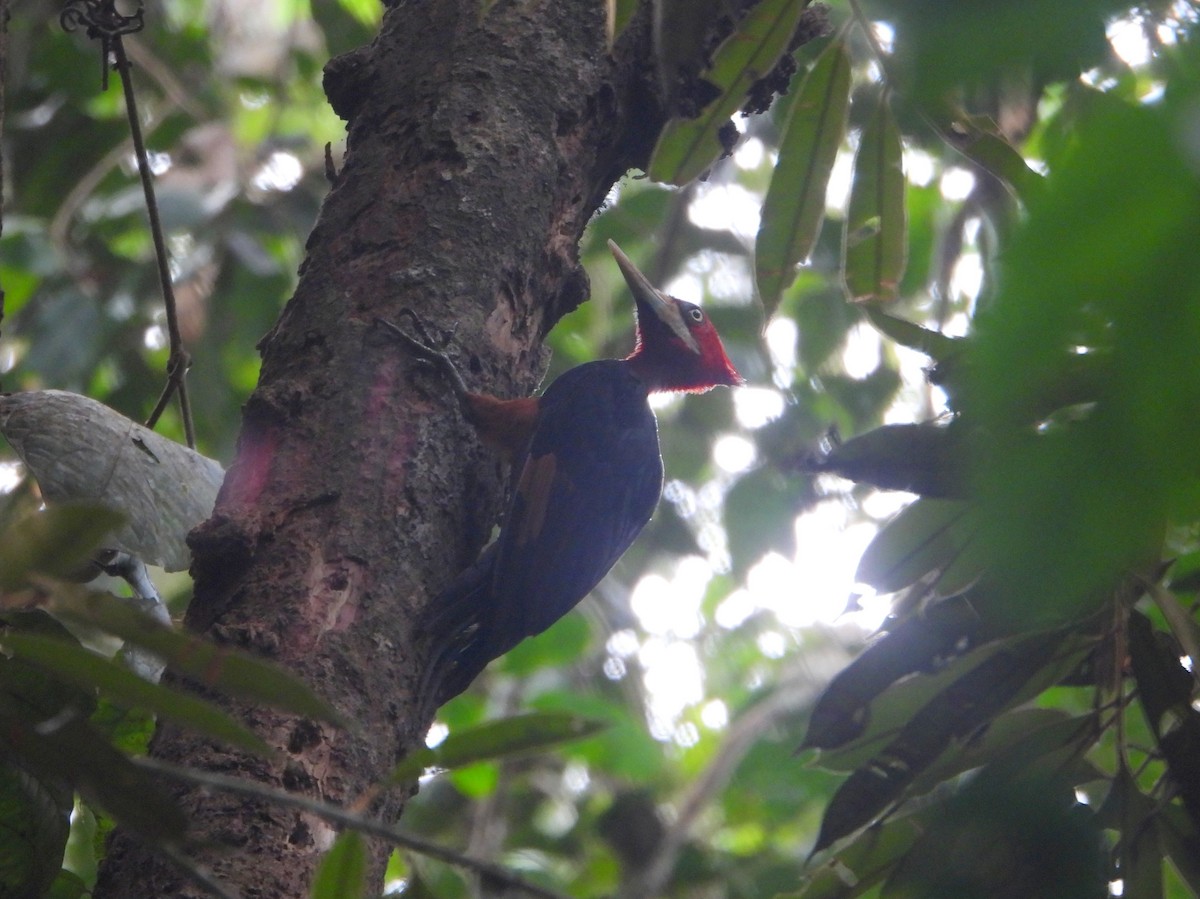 Red-necked Woodpecker - ML610597303