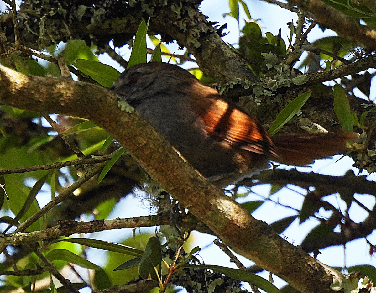 Gray-bellied Spinetail - ML610597317