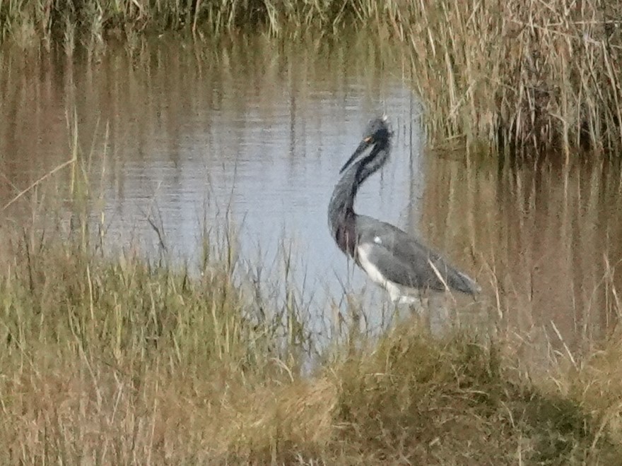 Tricolored Heron - ML610597340