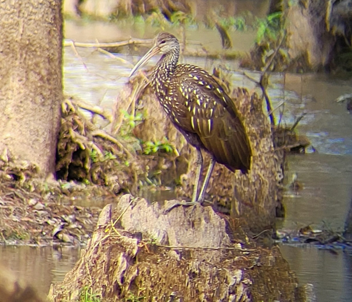 Limpkin - ML610597360