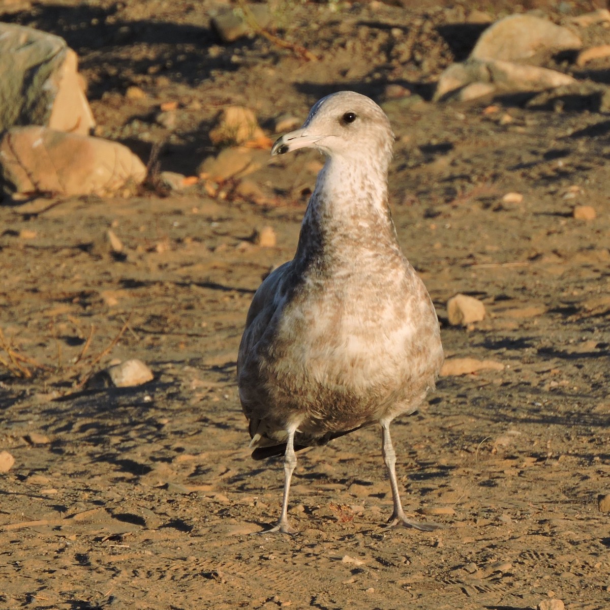 California Gull - ML610597385