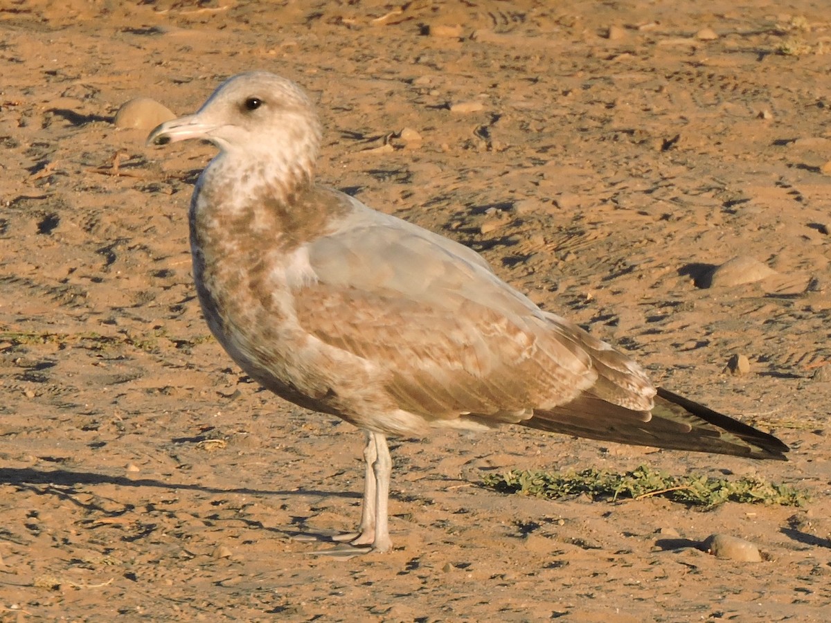 California Gull - ML610597389