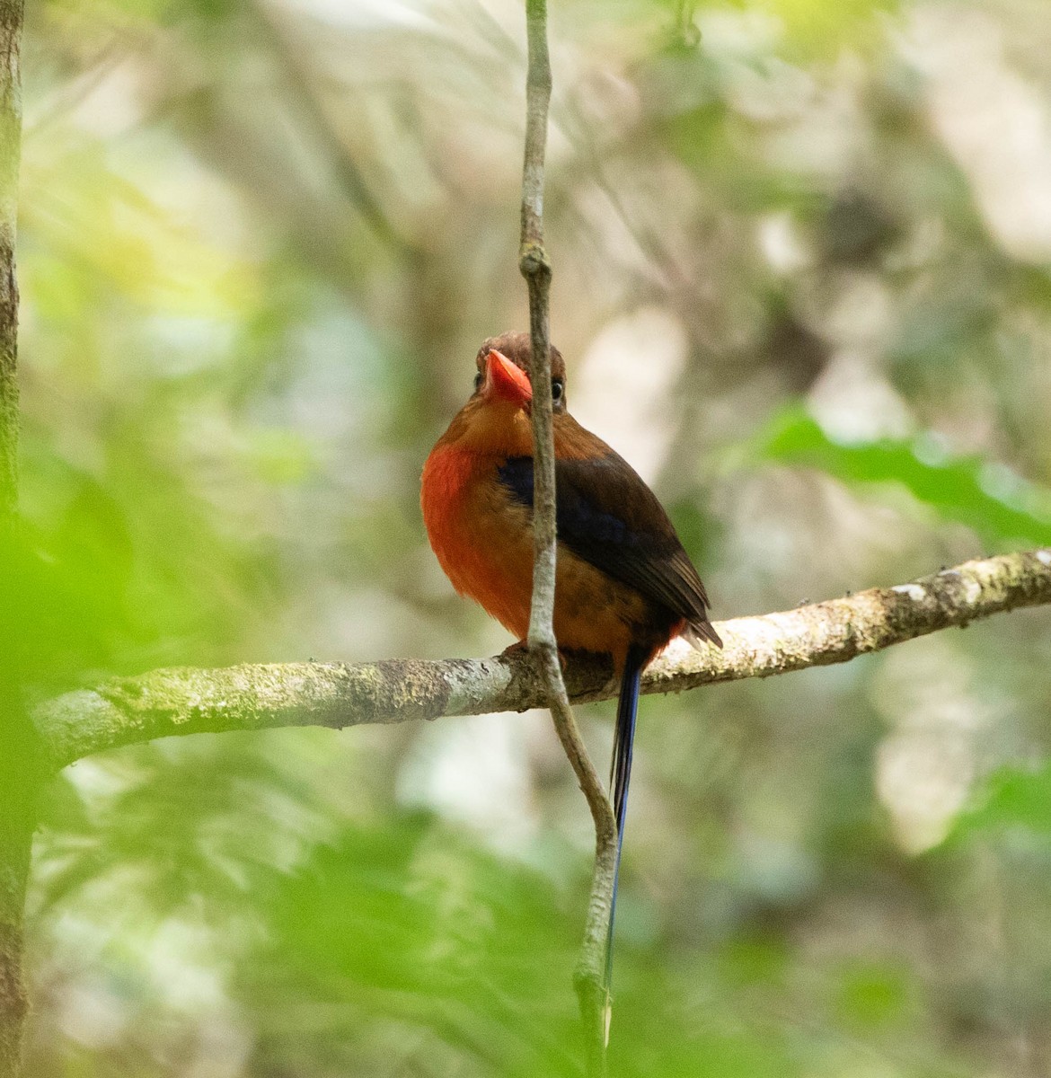 Brown-headed Paradise-Kingfisher - ML610597392