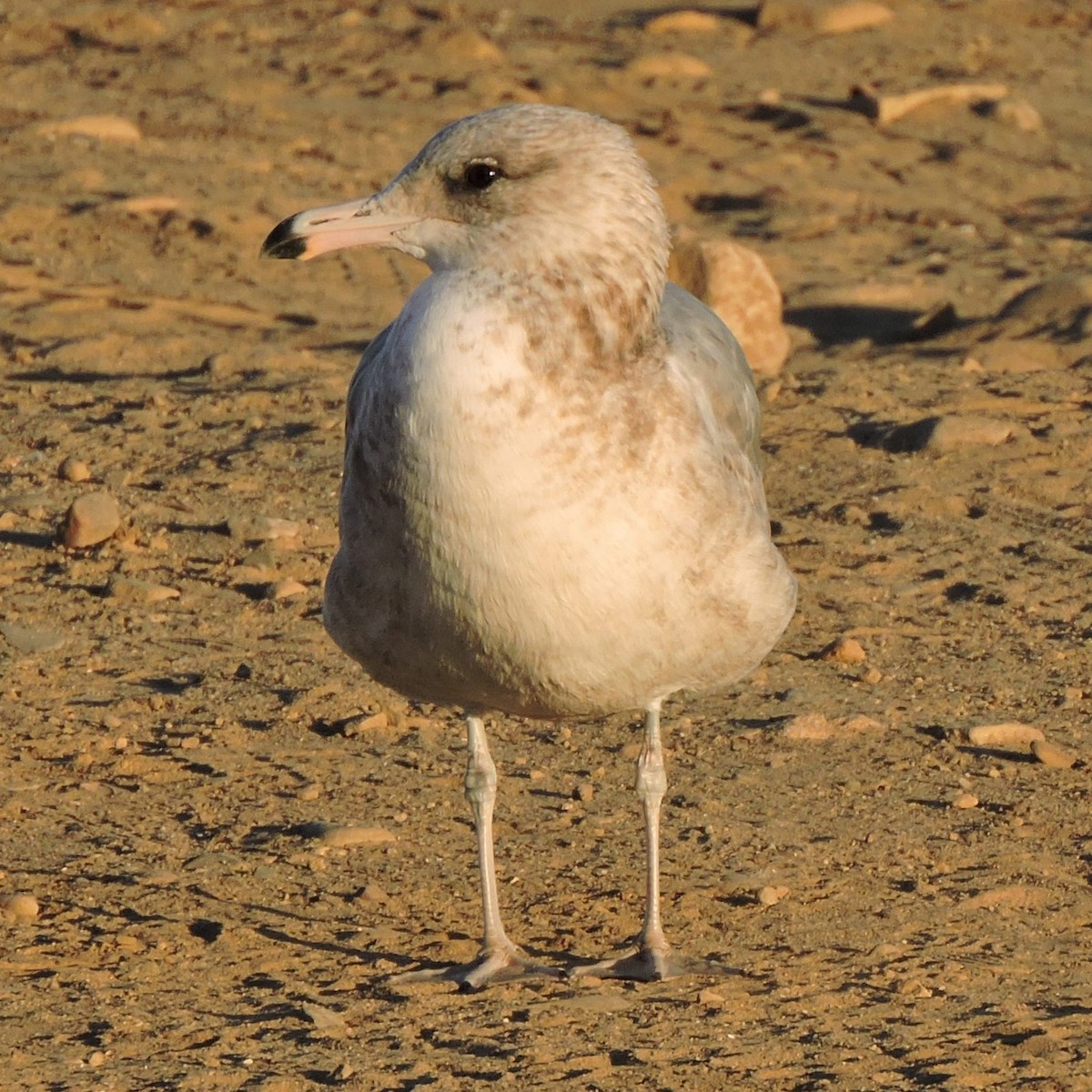 California Gull - ML610597412