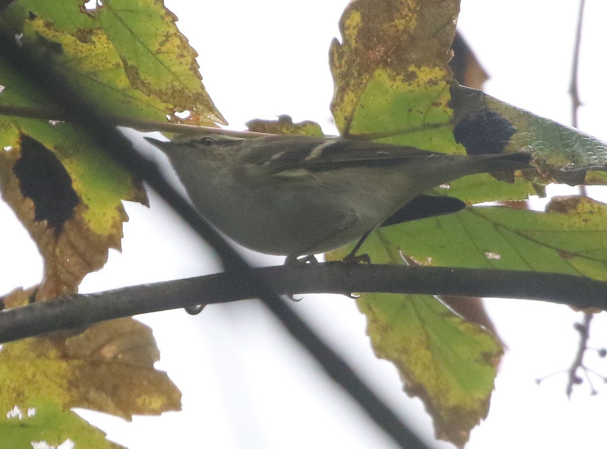 Yellow-browed Warbler - Ashley Banwell