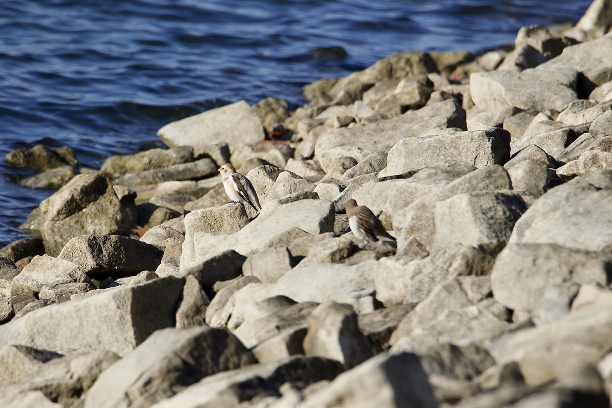 Snow Bunting - ML610597506