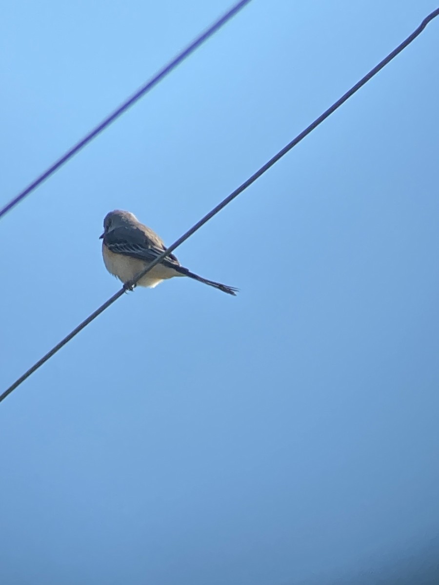 Scissor-tailed Flycatcher - ML610597511