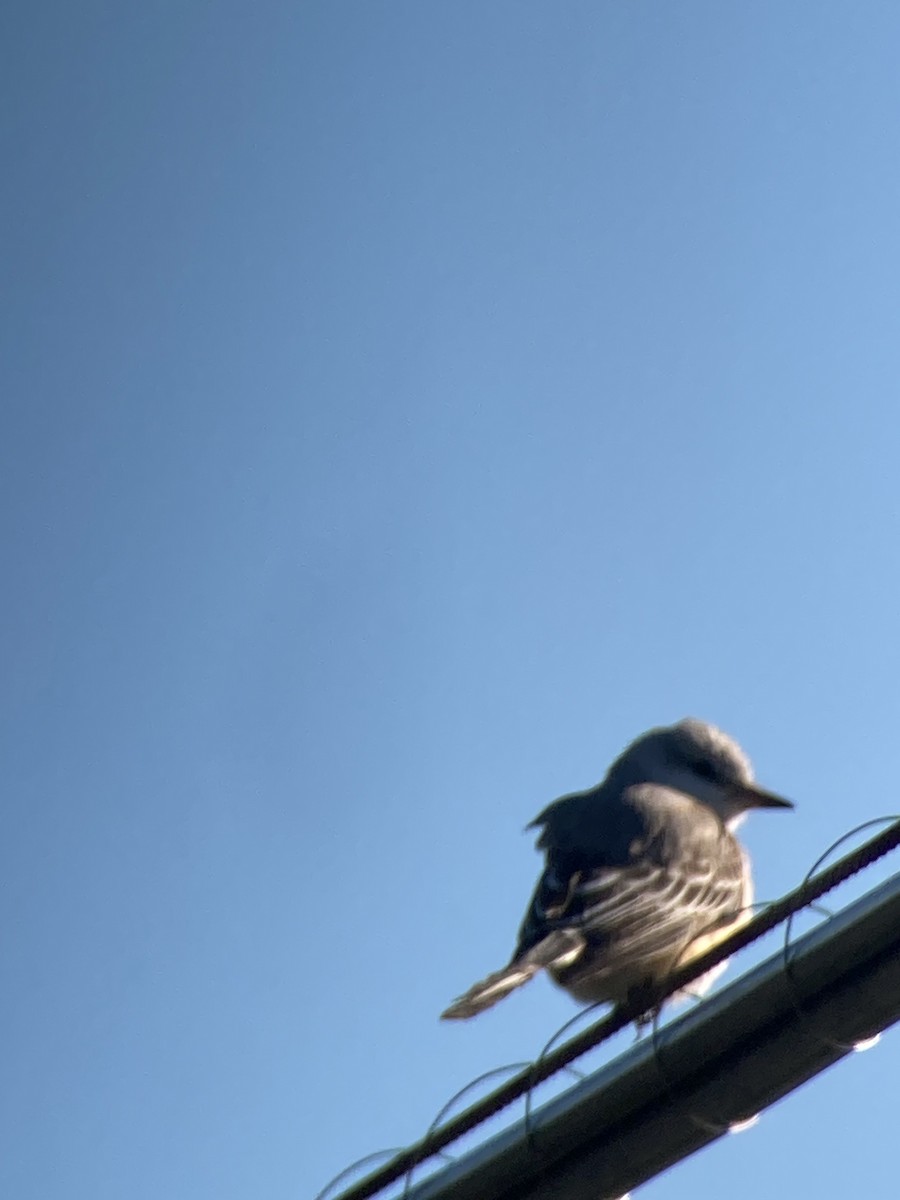 Scissor-tailed Flycatcher - ML610597512