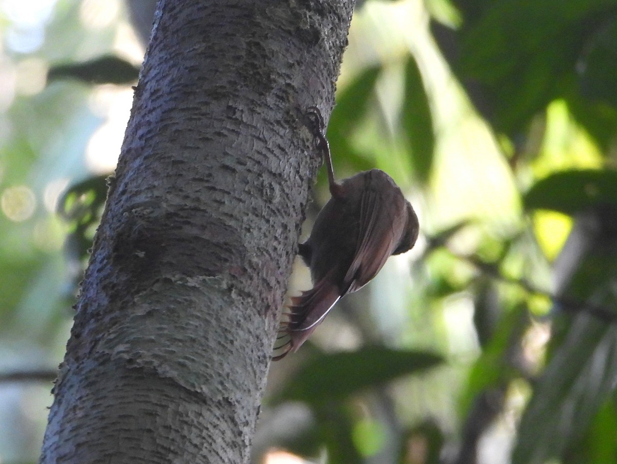 Wedge-billed Woodcreeper - ML610597518