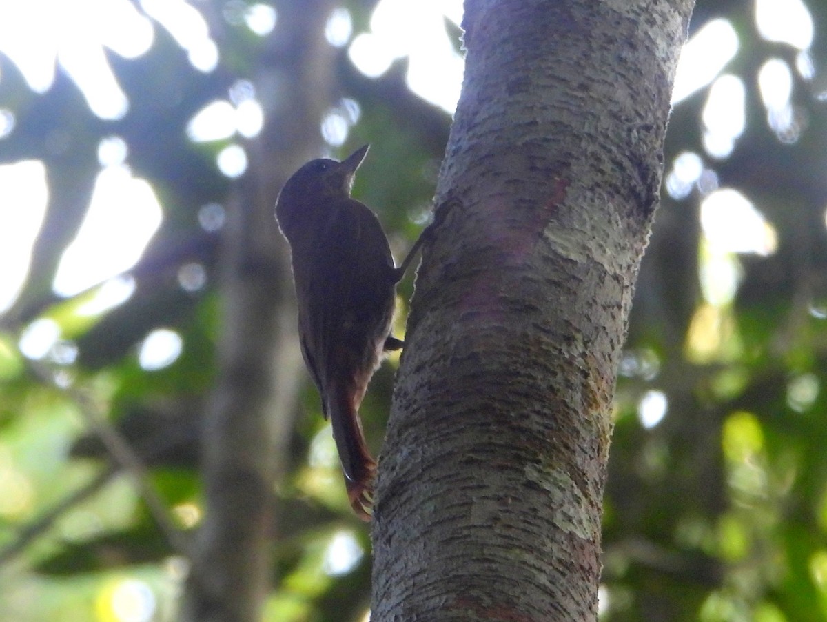 Wedge-billed Woodcreeper - ML610597519