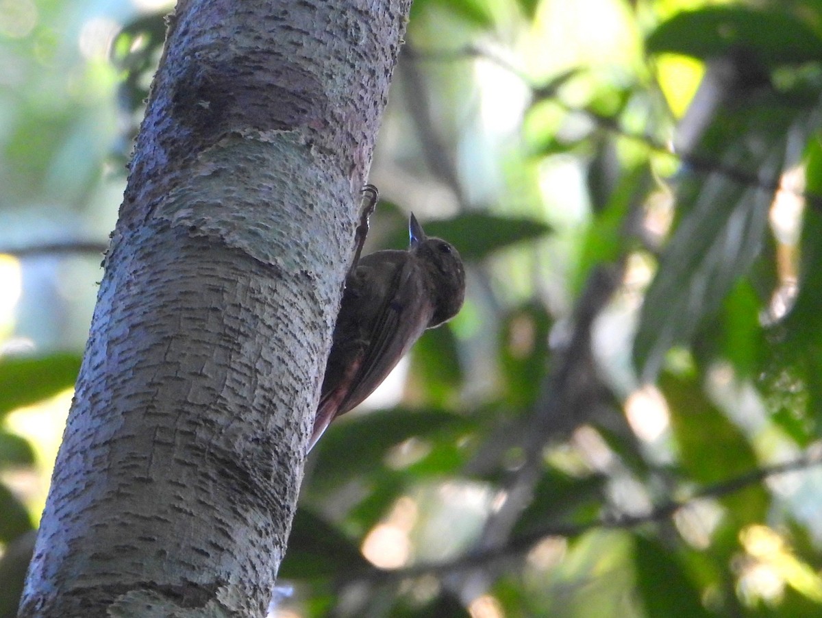 Wedge-billed Woodcreeper - ML610597520