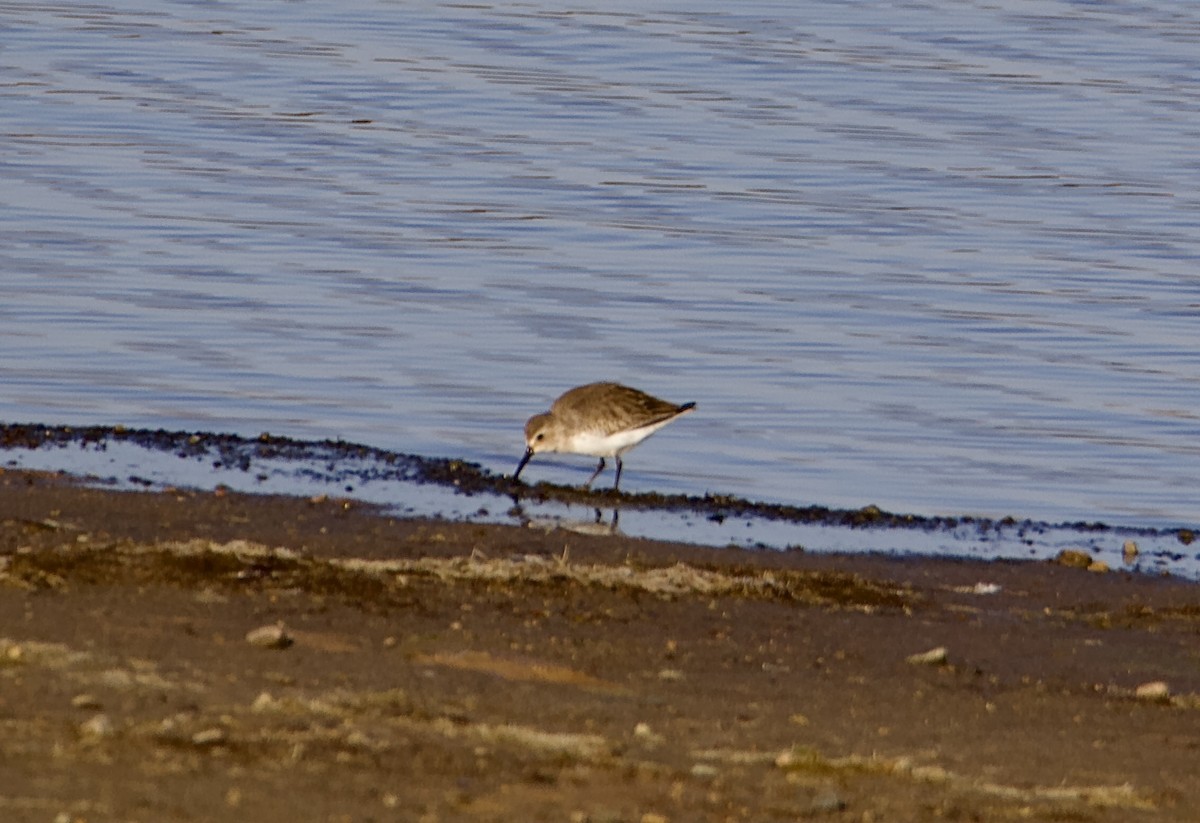 Bécasseau variable - ML610597540