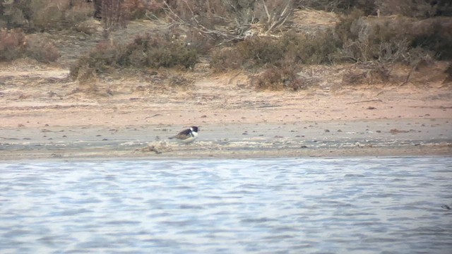 Hooded Plover - ML610597565