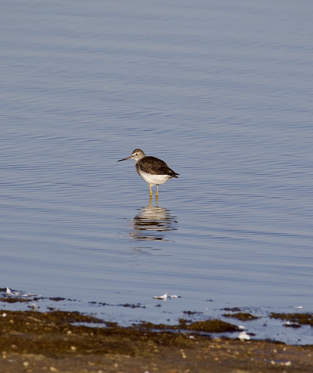 Greater Yellowlegs - ML610597585